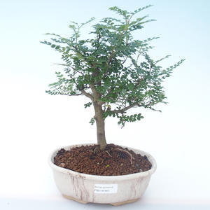 Pokojová bonsai - Zantoxylum piperitum - Pepřovník PB2191901
