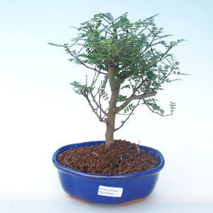 Pokojová bonsai - Zantoxylum piperitum - Pepřovník PB2191902