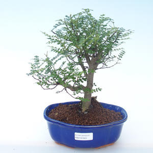 Pokojová bonsai - Zantoxylum piperitum - Pepřovník PB2191903