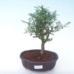 Pokojová bonsai - Zantoxylum piperitum - Pepřovník PB2191904