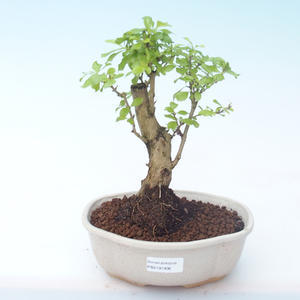 Pokojová bonsai - Duranta erecta Aurea PB2191906