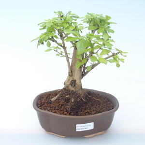 Pokojová bonsai - Duranta erecta Aurea PB2191907