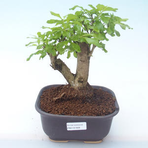 Pokojová bonsai - Duranta erecta Aurea PB2191908