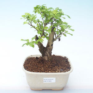 Pokojová bonsai - Duranta erecta Aurea PB2191909