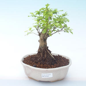 Pokojová bonsai - Duranta erecta Aurea PB2191910
