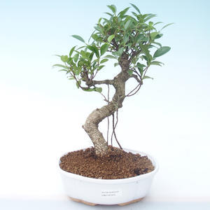Pokojová bonsai - Ficus retusa -  malolistý fíkus PB2191915