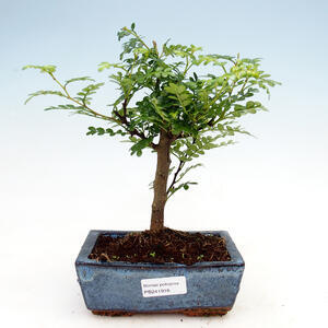 Pokojová bonsai - Zantoxylum piperitum - pepřovník
