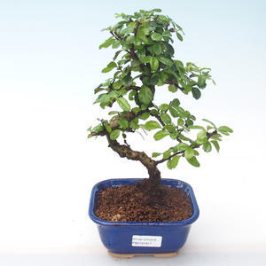 Pokojová bonsai - Carmona macrophylla - Čaj fuki PB2191917
