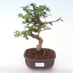 Pokojová bonsai - Carmona macrophylla - Čaj fuki PB2191919