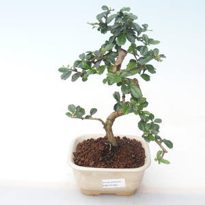 Pokojová bonsai - Carmona macrophylla - Čaj fuki PB2191920
