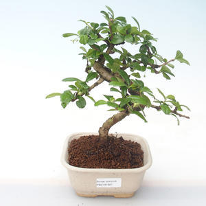 Pokojová bonsai - Carmona macrophylla - Čaj fuki PB2191921