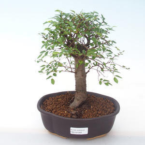 Pokojová bonsai - Ulmus parvifolia - Malolistý jilm PB2191926