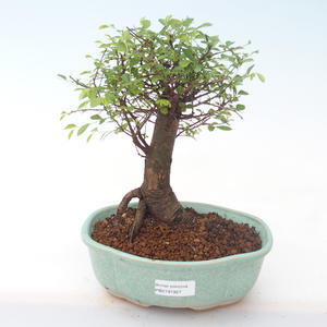 Pokojová bonsai - Ulmus parvifolia - Malolistý jilm PB2191927