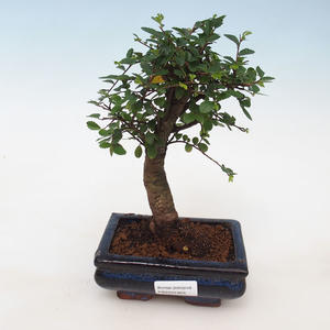 Pokojová bonsai - Ulmus parvifolia - Malolistý jilm PB2191929