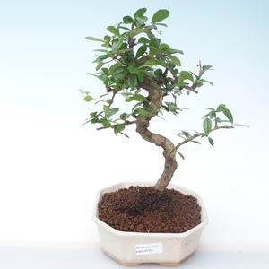 Pokojová bonsai - Carmona macrophylla - Čaj fuki PB2191931