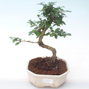 Pokojová bonsai - Carmona macrophylla - Čaj fuki PB2191932