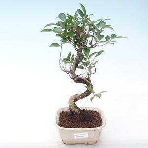 Pokojová bonsai - Ficus kimmen -  malolistý fíkus PB2191936