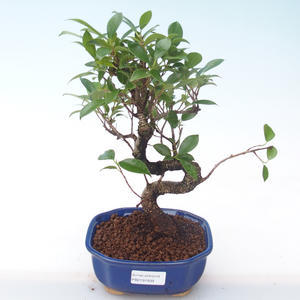Pokojová bonsai - Ficus kimmen -  malolistý fíkus PB2191939