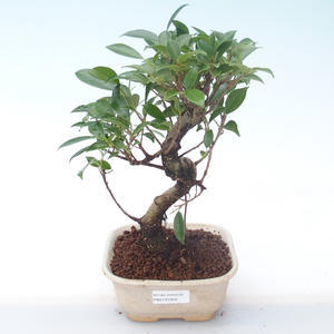 Pokojová bonsai - Ficus kimmen -  malolistý fíkus PB2191940