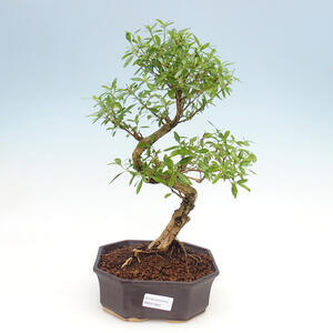 Pokojová bonsai - Serissa foetida  - Strom tisíce hvězd
