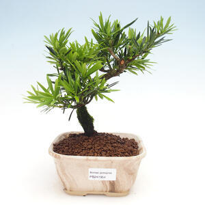 Pokojová bonsai - Podocarpus - Kamenný tis