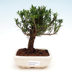 Pokojová bonsai - Buxus harlandii -korkový buxus