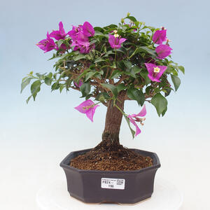 Venkovní bonsai - Meruzalka krvavá - Ribes sanguneum