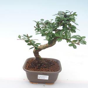 Pokojová bonsai - Carmona macrophylla - Čaj fuki PB2191973
