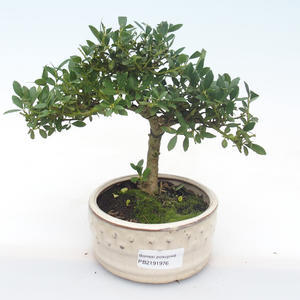 Pokojová bonsai - Ilex crenata - Cesmína PB2191976