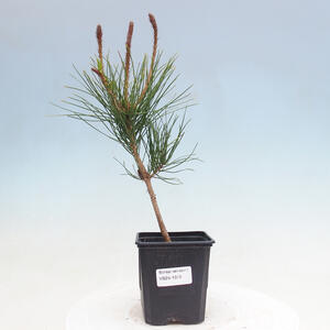 Venkovní bonsai - Pinus densiflora - borovice červená