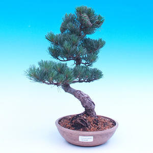 Venkovní bonsai -Borovice  drobnokvětá - Pinus parviflora glauca