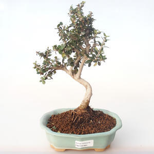 Pokojová bonsai - Olea europaea sylvestris -Oliva evropská drobnolistá PB2191984