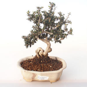 Pokojová bonsai - Olea europaea sylvestris -Oliva evropská drobnolistá PB2191985