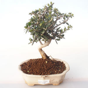 Pokojová bonsai - Olea europaea sylvestris -Oliva evropská drobnolistá PB2191987
