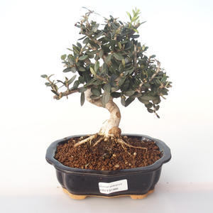 Pokojová bonsai - Olea europaea sylvestris -Oliva evropská drobnolistá PB2191988