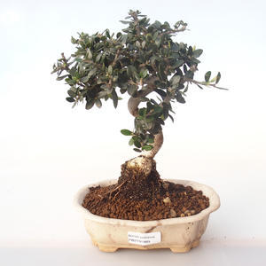 Pokojová bonsai - Olea europaea sylvestris -Oliva evropská drobnolistá PB2191989