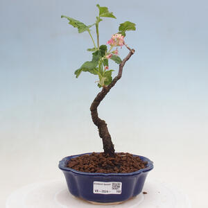 Venkovní bonsai - Meruzalka krvavá - Ribes sanguneum