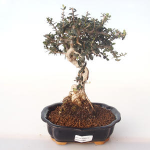 Pokojová bonsai - Olea europaea sylvestris -Oliva evropská drobnolistá PB2191991