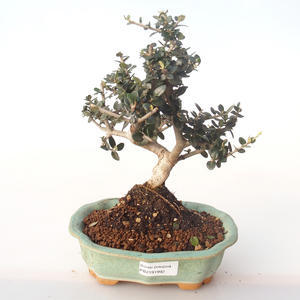 Pokojová bonsai - Olea europaea sylvestris -Oliva evropská drobnolistá PB2191992