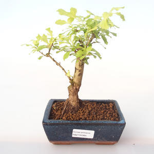 Pokojová bonsai - Duranta erecta Aurea PB2191994