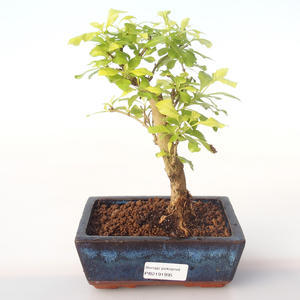 Pokojová bonsai - Duranta erecta Aurea PB2191995