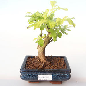 Pokojová bonsai - Duranta erecta Aurea PB2191996