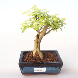 Pokojová bonsai - Duranta erecta Aurea PB2191997