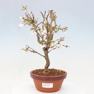 Venkovní bonsai - Prunus incisa Kojou-no mai-Višeň vyříznutá