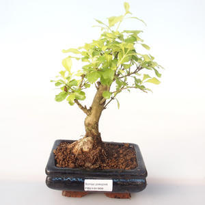 Pokojová bonsai - Duranta erecta Aurea PB2191999