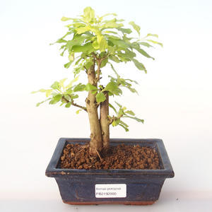 Pokojová bonsai - Duranta erecta Aurea PB2192000
