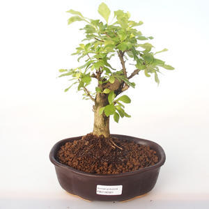 Pokojová bonsai - Duranta erecta Aurea PB2192001
