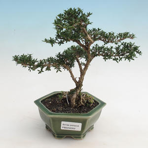Pokojová bonsai - Duranta erecta Aurea PB2192002