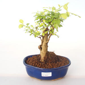 Pokojová bonsai - Duranta erecta Aurea PB2192003