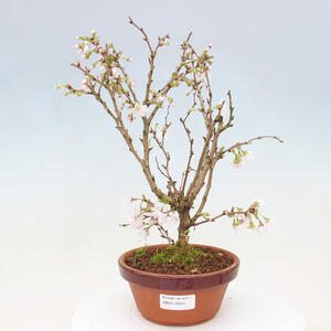 Venkovní bonsai - Prunus incisa Kojou-no mai-Višeň vyříznutá